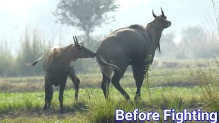 Dusari Jagah Ka Wild Kaise Ake Power Dikhata Hai ? ||#techearth|| #twoexcitedbull,