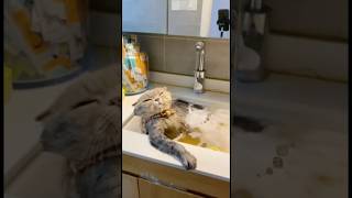 Cute and funny cats 😻😹😻#funnycat #funnyanimal #shorts #kitty #catfails #cutecat #kitten