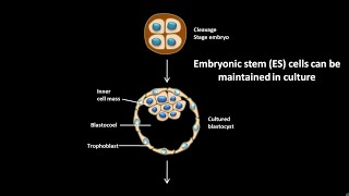 Embryonic stem cells can be maintained in culture