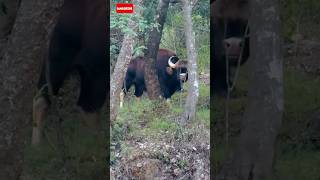 Bison funny video #bison #animals  #funny #shorts #viral