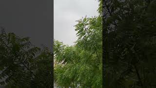 ☔️🌈🌧️#indiavibes #rain #latest #ap#reels #trending #ytshorts