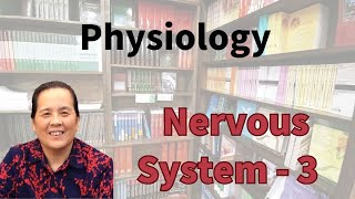 Nervous System 3/神经系统的 第三部分