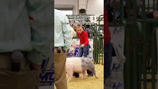 I swear I'm nice but us #stockshow Mom's want everything perfect 🤣 #showpigs #livestockshow