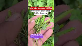 বন কলার উপকারিতা জেনে নিন। #plantsofindia #shortvideo #garden #gardenplants #gardentrees