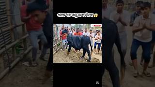 How Hossible Cow 😱 Dancing #sorts#sortvideo #viralshort #cow #dance