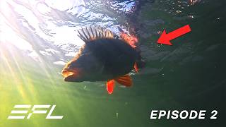 Pushing the limits! (HUGE PERCH!) - EFL 2025 Episode 2