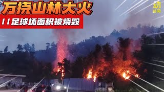 动新闻｜林火狂烧15亩地 消拯员成功扑灭大火