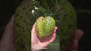 Eating  Soursop helps kill cancer cells . Mexico Guanabana