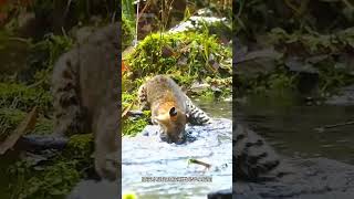 动物界的猎杀机器猞猁到底有多聪明#野生动物零距离
