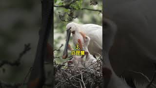 五種 荷蘭的動物 🤯 #科普 #知識 #動物 #tiktokanimals