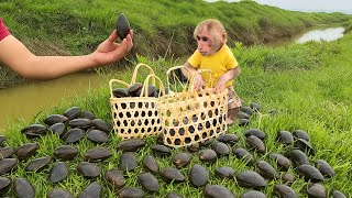 Monkey Bibi Joins Dad to Collect Clams and Cook Delicious Porridge!