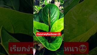 #plants #garden #nature #myhome