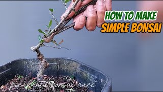 making basic movements of phyracanta bonsai material