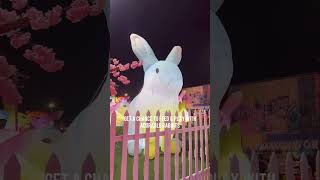 There’s a Free Rabbit Park in Ajman! #trending #ytshorts #ajman