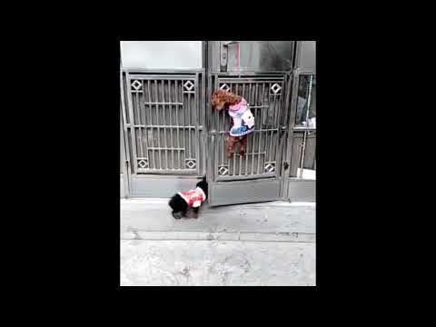 犬が三匹で協力し合う