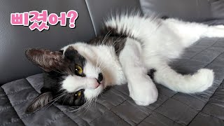 My house cat is upset because I only take care of the yard cat these days.