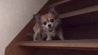 すぐキレるチワワ！飼主のベッドで うんピー😱