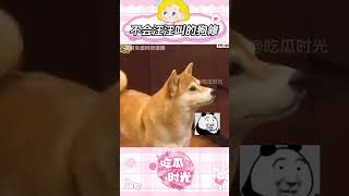 看到没，狗只会“嗯”，以后回消息注意点  #可爱#狗狗 #柴犬 #狗子成精了