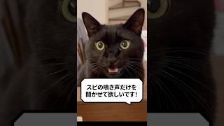 Please only let me hear Spi's meows! #cat #catlover #cat