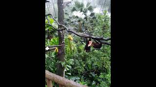 (动物界)Animal sector吃水果的蝙蝠