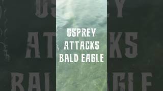 Forest Fire Aftermath: Osprey attacks Eagle #birds #baldeagle #osprey #nature #northamerica