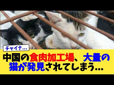 中国の食肉加工場、大量の猫が発見されてしまう   【2chまとめ】【2chスレ】【5chスレ】