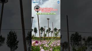 Zhengzhou Yellow River embankment transforms into rcological flower corridor. #Zhengzhou