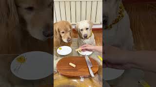 狗子：难道我是充话费送的。。。Dog: Could it be that I sent it with phone bills? . . #萌寵#寵物#搞笑#拉布拉多 #doglover