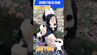 【救命呀】打架也能这么搞笑？！原来熊猫打架也落井下石呀 ....#熊猫  #giantpanda   #大熊猫 #熊猫打架#熊猫 #giantpanda #panda #大熊猫 ＃熊猫打架