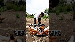 EnrocinBH ✅ #gavthi #kukutpalan #cold #poultryfarmer #puredesipoultry #chicken #cough #patil