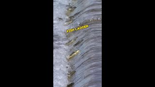 The roads humans built for fish.