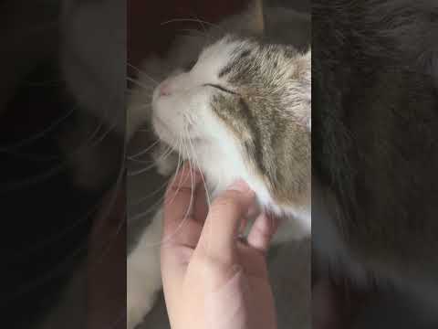 【甘えタイムの猫】きゃわわわわ！この美麗さん素敵🫶上手く撮れた！(a clingy cat)#cat #catlover #ねこのいる生活 #猫のいる暮らし #cute #癒し #ねこ #猫