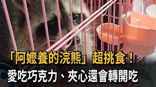 阿嬤養的？　浣熊愛吃巧克力「胖到20kg」　疑遭飼主棄養－民視新聞
