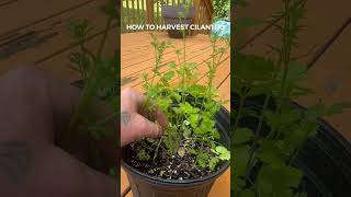 When should you harvest cilantro??🌿