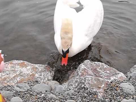 グーグー、白鳥に食べられかけるっ!!