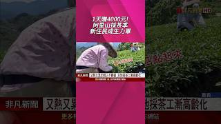 阿里山採茶季 本地採茶工漸高齡化 新住民成生力軍! 趕工期最需人手! 採茶工日薪2500~4000元｜非凡財經新聞｜20250610 #shorts