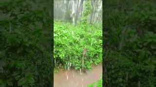 The Monsoon Transformation of Goa