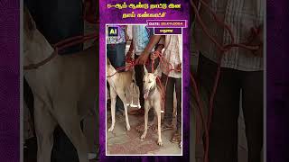 5-ஆம் ஆண்டு நாட்டு இன நாய் கண்காட்சி #shorts | AI News VTV | AI News Reader