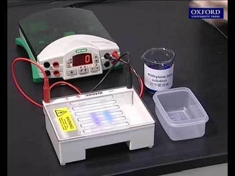 Practical 27.1 Separation of DNA fragments using gel electrophoresis