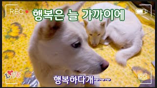 행복은 늘 가까이에🐶 행복하다개~ 행복한 강아지