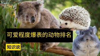 可爱程度爆表的动物排名 - 知识说