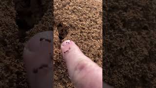 Fire ants #fireants #intrestingfacts #farmlife #godscreation #antattack #ants #insects