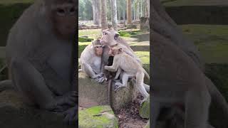 Devy Baby Monkey Stories 33 #sunrisemonitor #sunrise #babyanimal #cute #monkeybusiness #monkeymom
