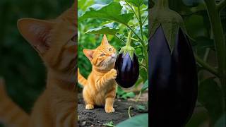 kucing memasak untuk sarapan #kucinglucu #kucing #memasak