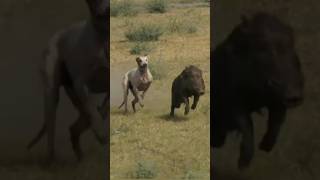 獵狗大戰野豬！獵狗成為野豬泛濫的克星 #野生動物 #動物解說