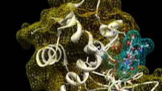 Lysozyme Inhibition by N-Acetylglucosamine Analog