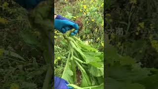 cattingvideoplant #gardencare #greengarden#gardening#farming