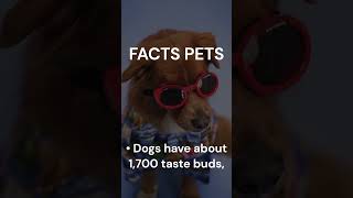 Dogs have 1,700 taste buds, while humans have 9,000