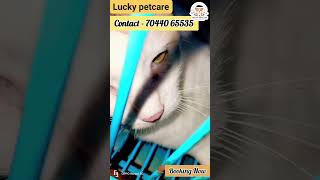 lucky Petcare ❤️ #animals #petcareprovider #petcare #pets #petlover #petshub #petowner #petcenter
