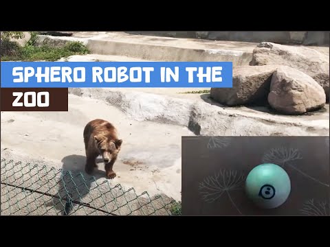 Sphero’s Trip to the Zoo: A Fun Adventure with Animals and Sounds 🦁🦓 and a tiny bit of coding!